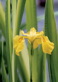 Iris pseudacorus 'Variegata'